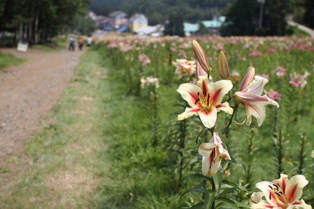 oze-iwakura-lily-garden-01-large.jpg