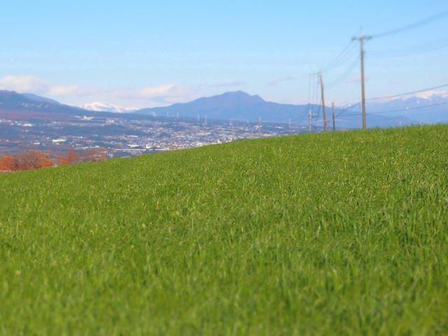 grass-field-01-large.jpg