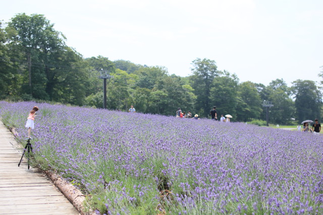 tanbara-lavender-park-01-large.jpg