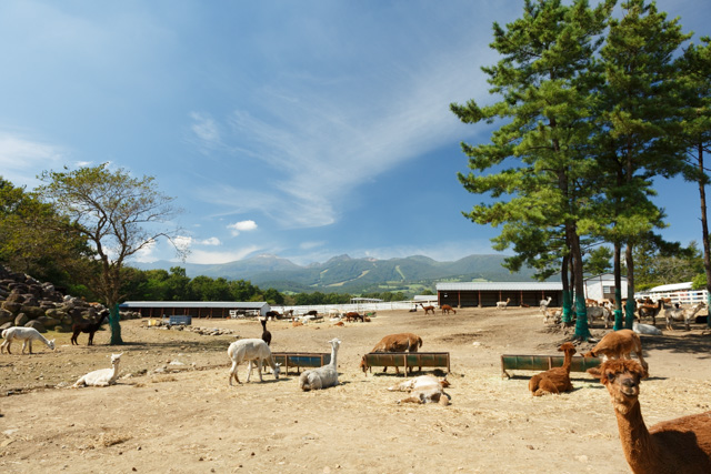 nasu-alpaca-farm-01-large.jpg