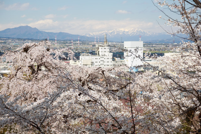 cherry-blossoms-01-large.jpg