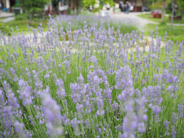 /2016/07/lavender-01-large.jpg